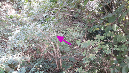 Canale Stura Oggi