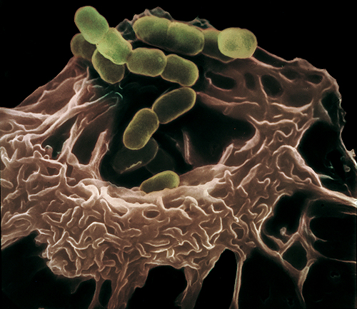 Macrofago